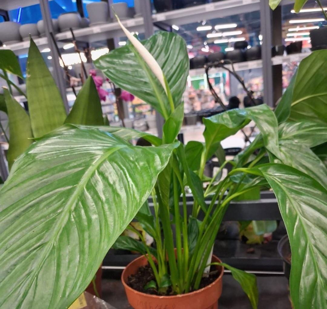  в реальных условиях использования от пользователя Наталія.