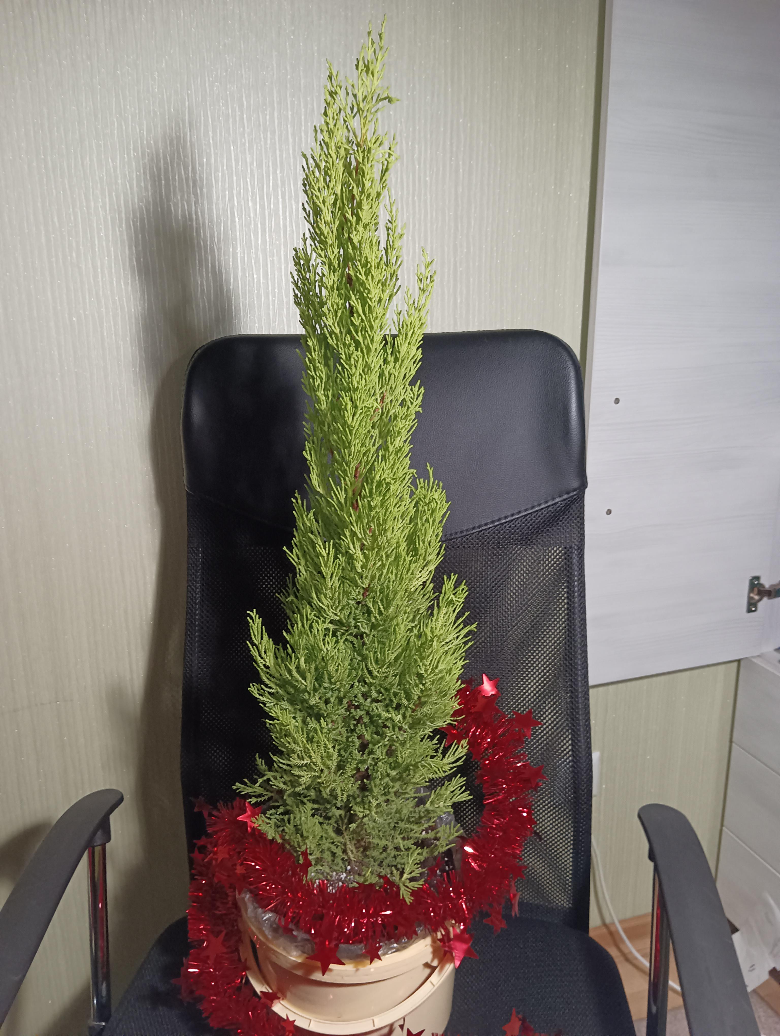 Растение Кипарис d14/h60 в реальных условиях использования от покупателя Соломія.