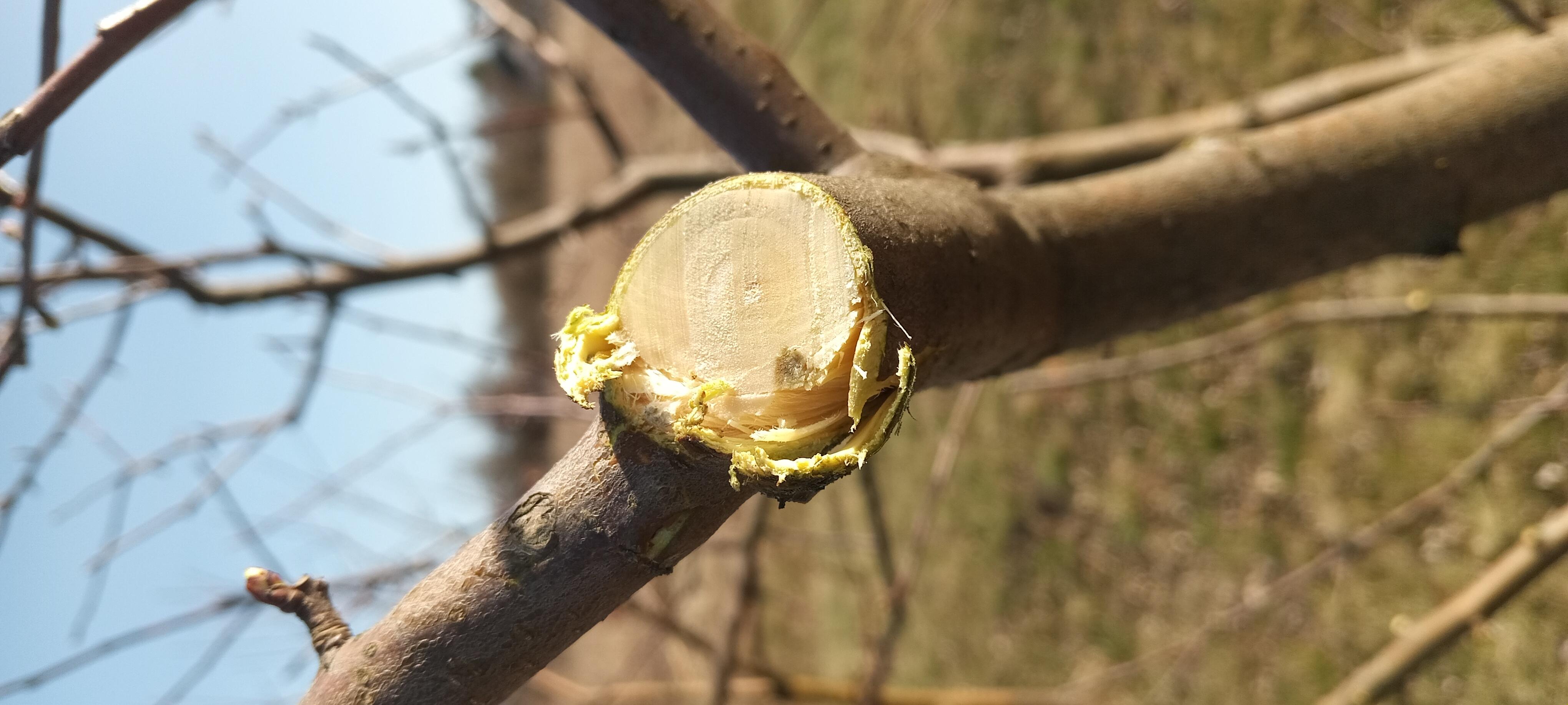 Фото: Сучкорез Fiskars Quantum L109, отправлено пользователем Юрій Сучкорез Fiskars Quantum L109 в реальных условиях использования от пользователя Юрій.