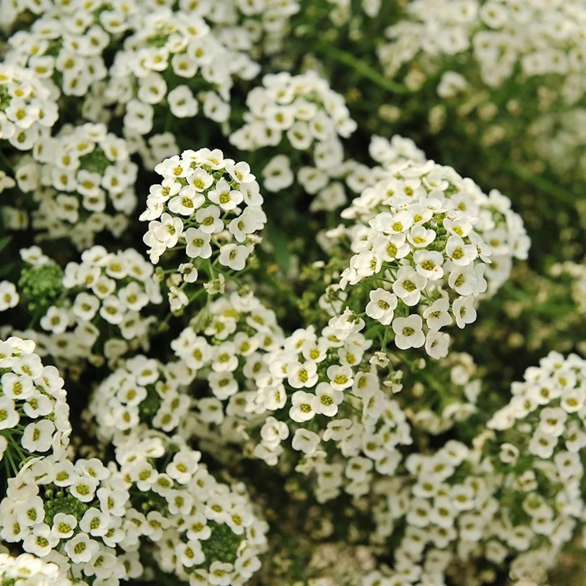 Субстрат универсальный Durpeta торфяной 70 л в реальных условиях использования от покупателя Олег.