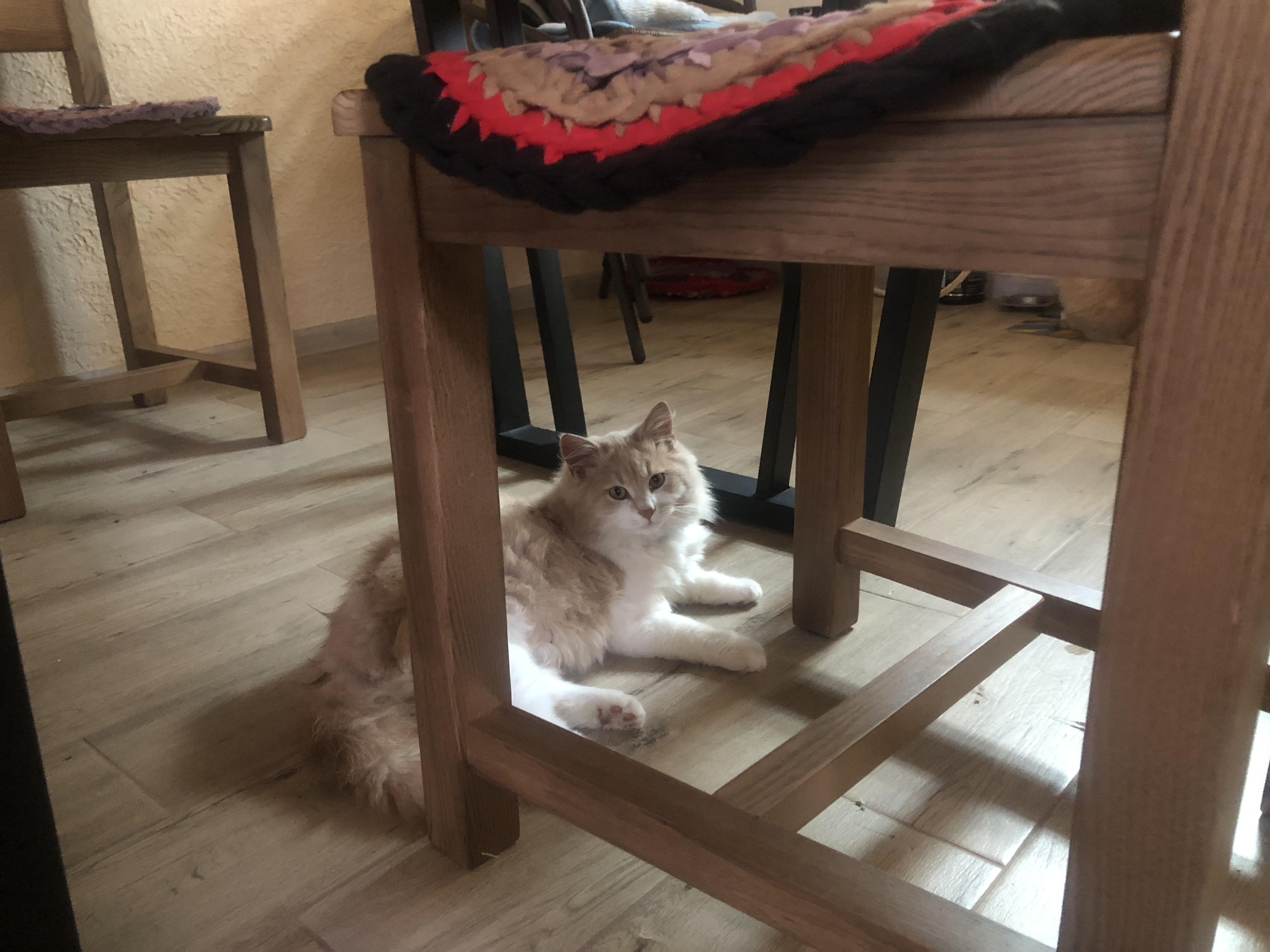 Стілець обідній РПМК Норд коричневий / ясен у реальних умовах використання від покупця Інга.