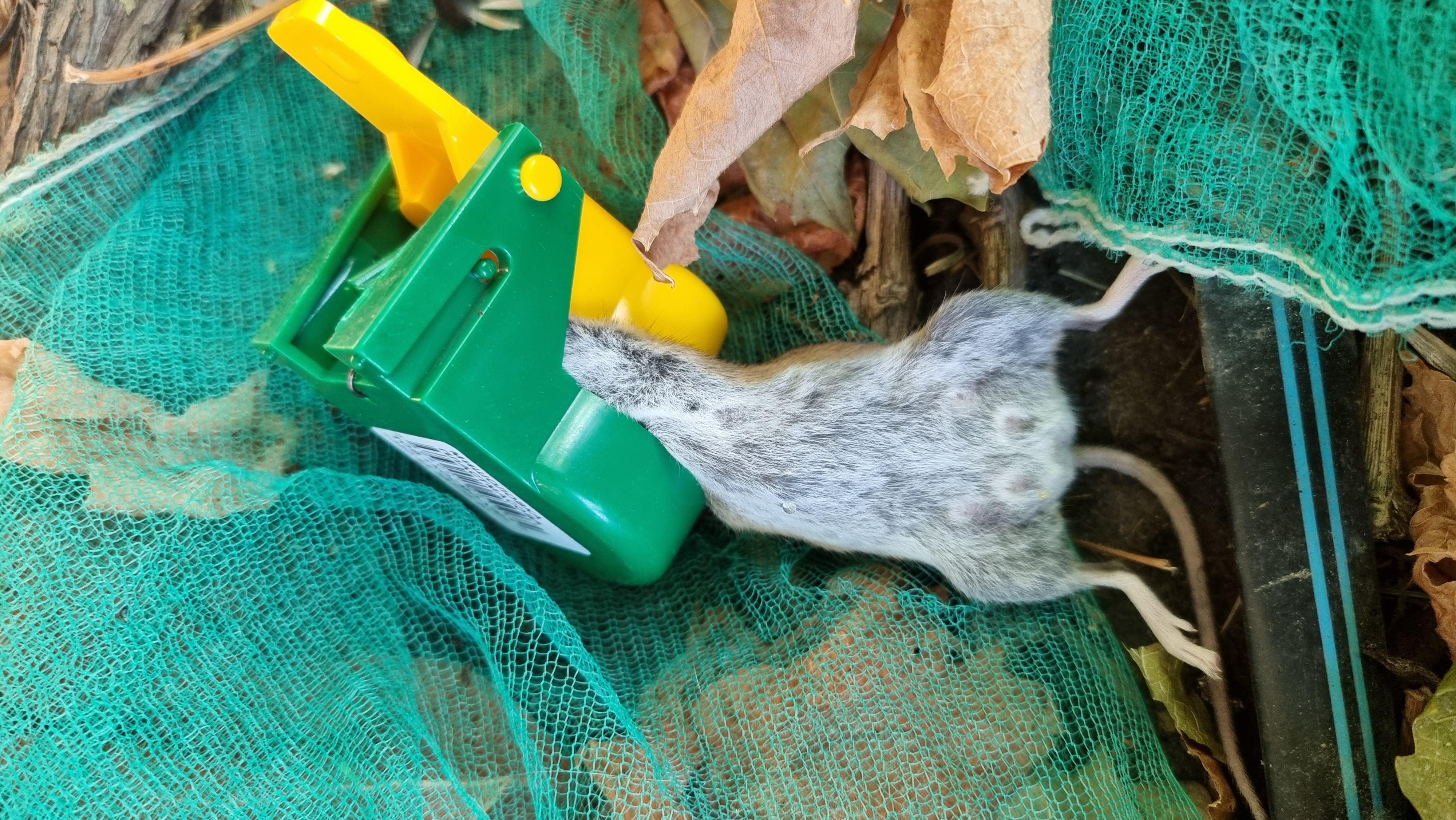 Мышеловка пластиковая в реальных условиях использования от пользователя Сергій.