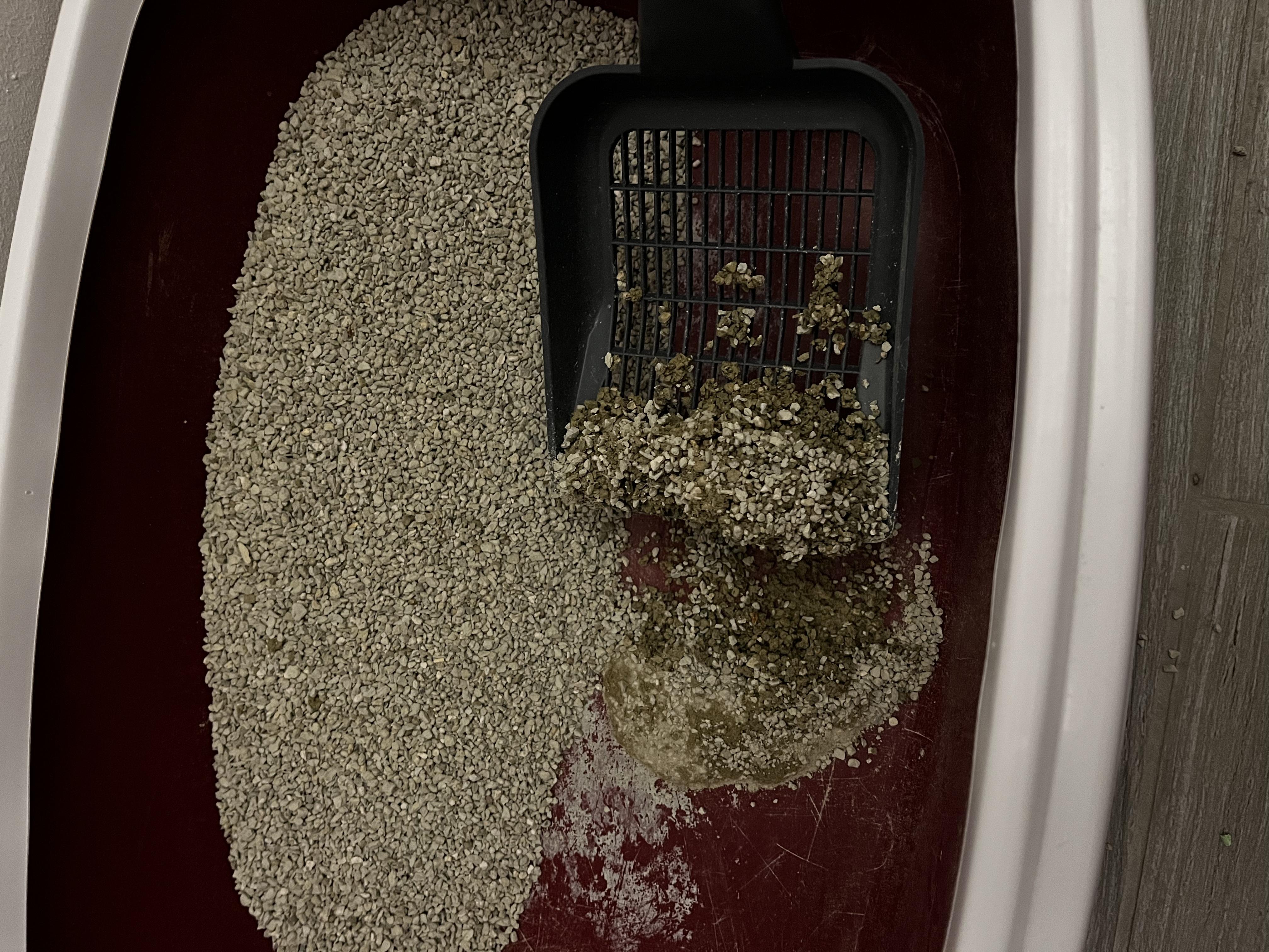 Наполнитель для кошачьего туалета AnimAll без запаха 5 кг 65253 в реальных условиях использования от пользователя Марина.