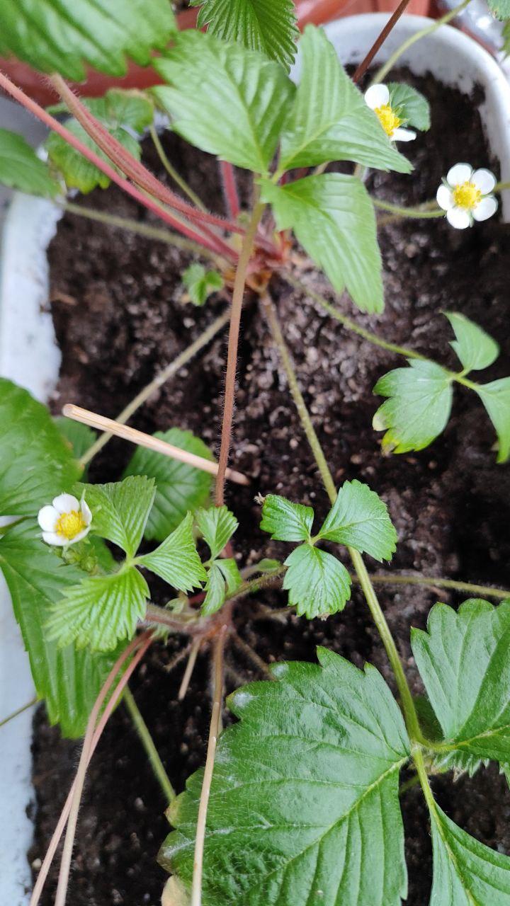 Биофунгицид Жива земля Микохелп для защиты и лечения грибковых болезней 20 г в реальных условиях использования от покупателя Олена.