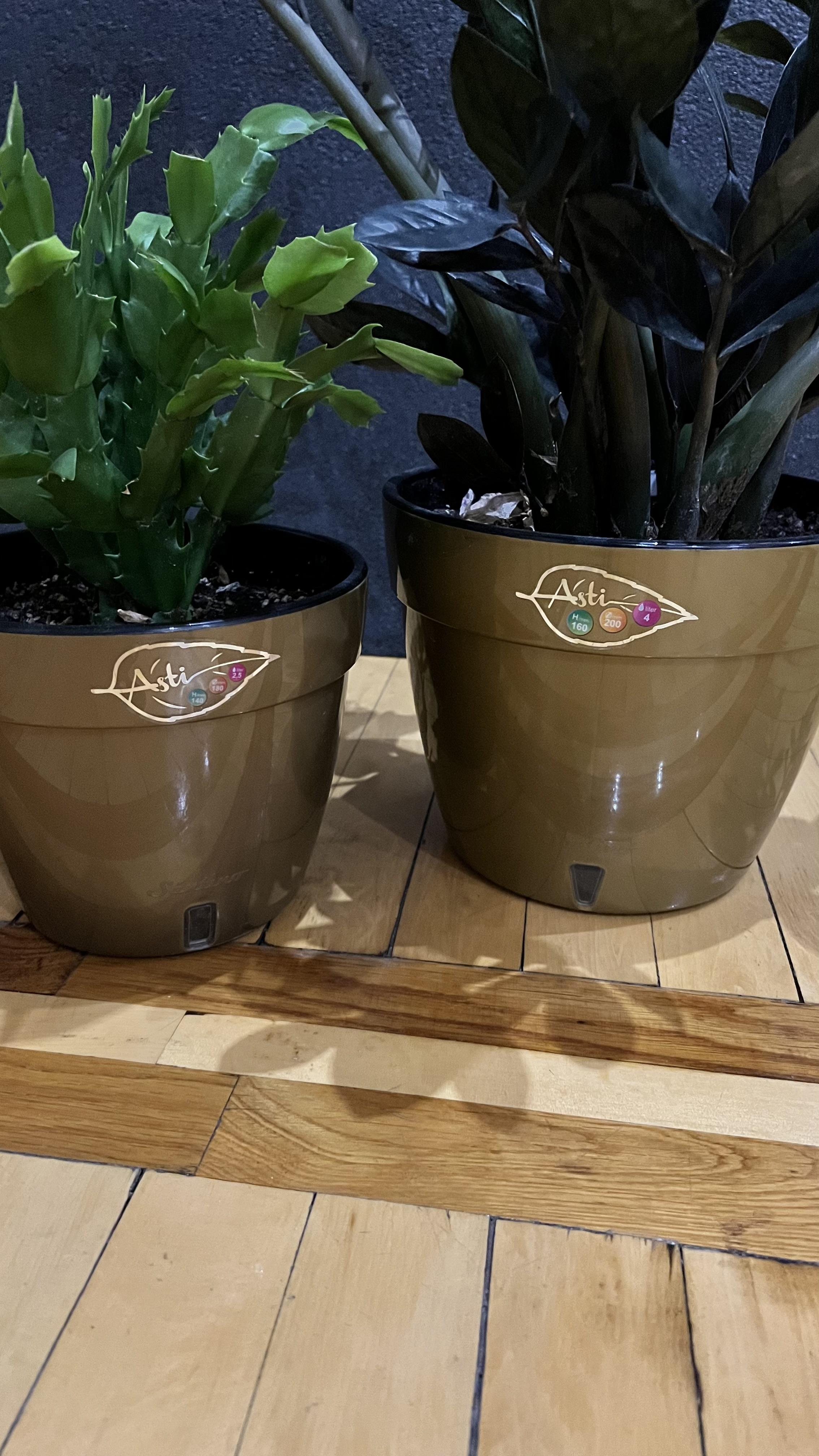 Горшок для цветов Santino ASTI с автополивом 2,5 л Золотой/Черный (AS1 AUR-NGR) в реальных условиях использования от пользователя Инна.