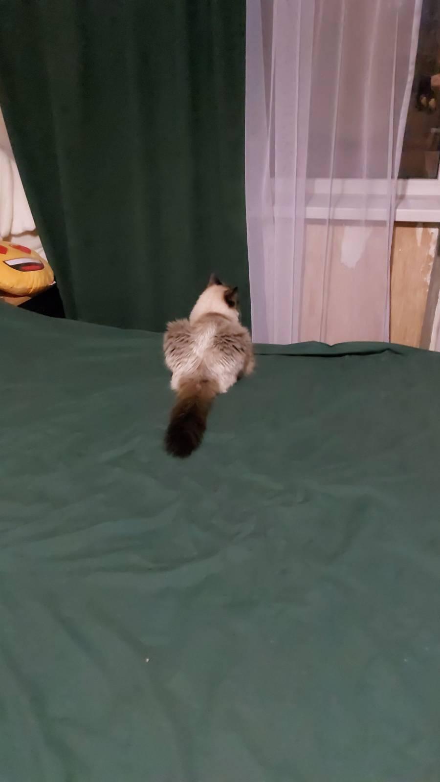 Тюль Грек сітка на тасьмі з утяжувачем 300х250 см Білий у реальних умовах використання від покупця Лілія.