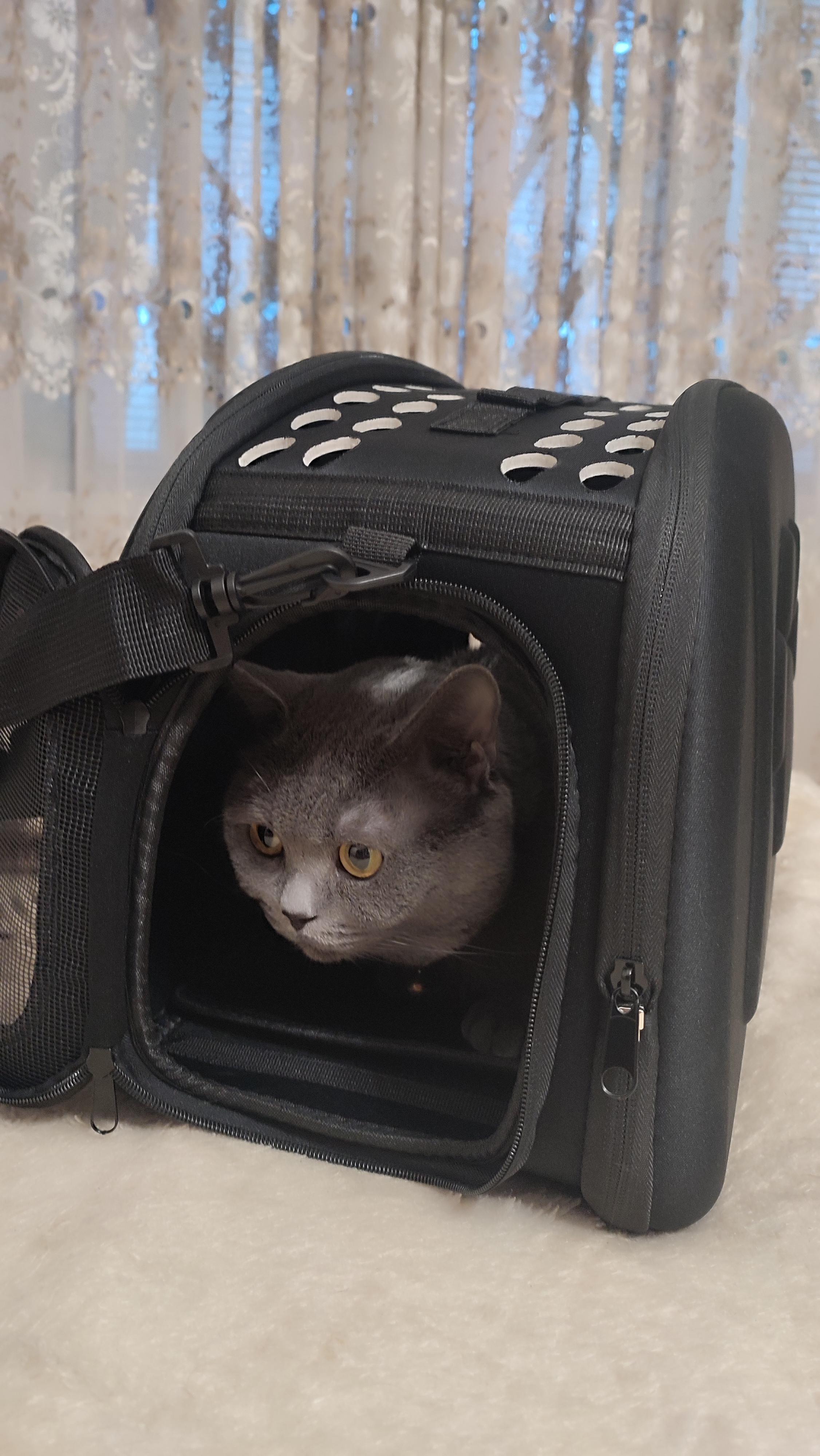 Фото: Сумка транспортная для маленьких домашних животных Черный (AG644), отправлено покупателем Валентина Сумка транспортная для маленьких домашних животных Черный (AG644) в реальных условиях использования от покупателя Валентина.
