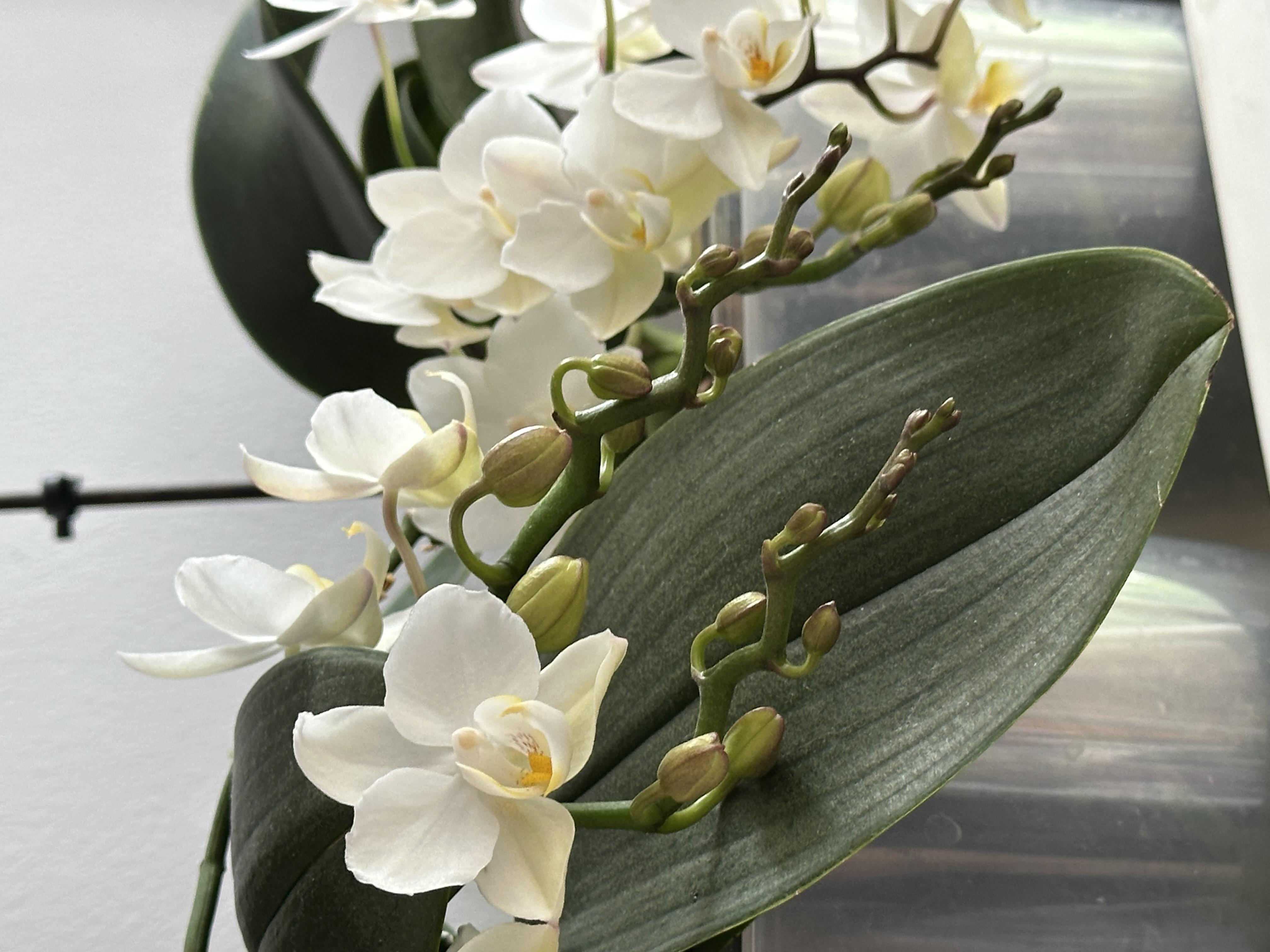 Удобрение для орхидей Compo 500 мл 4089 в реальных условиях использования от пользователя Сергій.