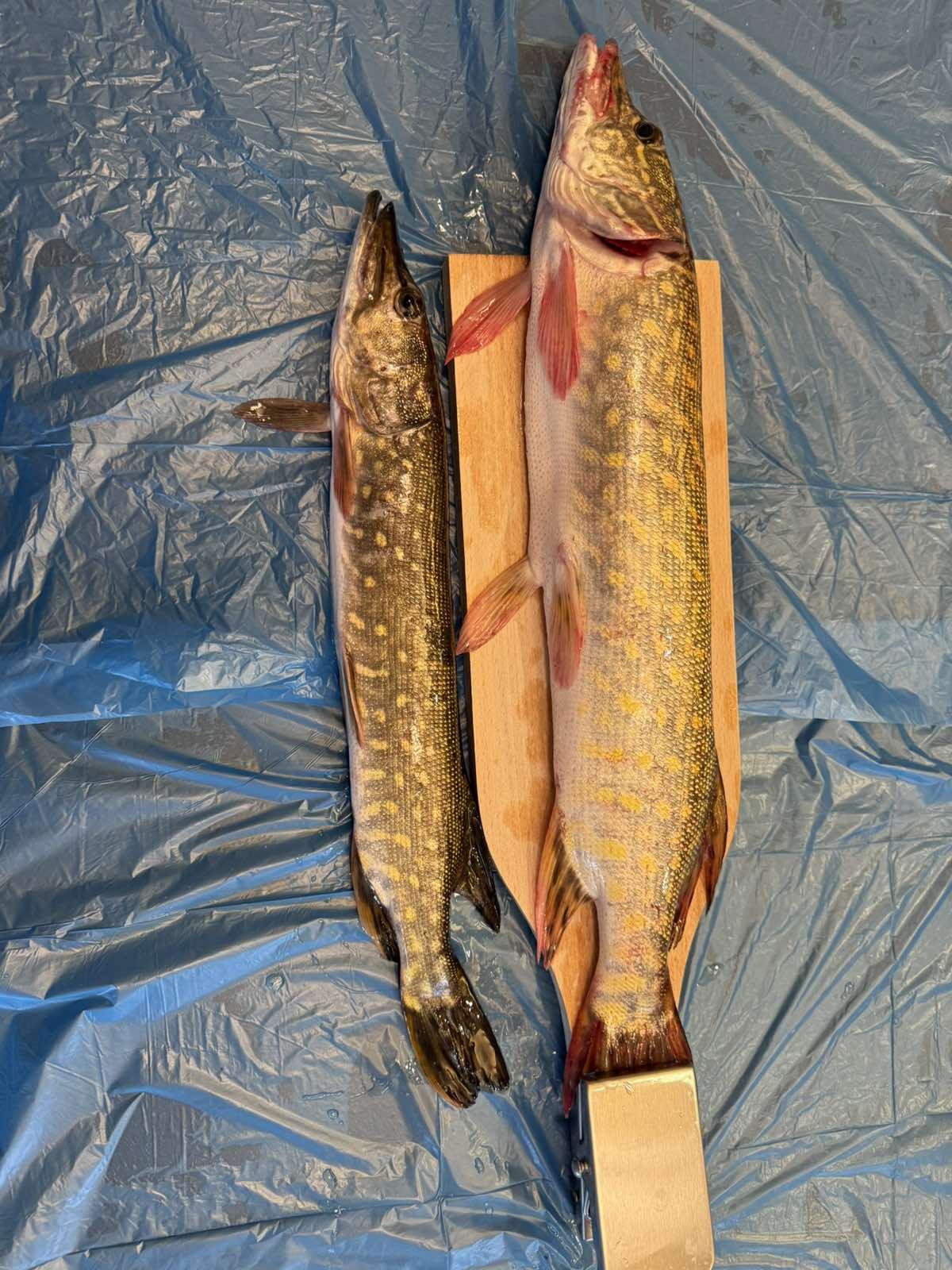 Доска разделочная Wood&Steel для чистки рыбы с зажимом из бука 48х14 см в реальных условиях использования от пользователя Тетяна.