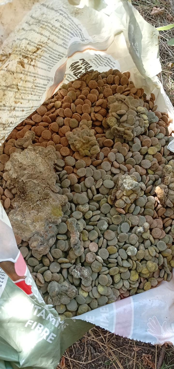 Корм сухий для собак Good Friend зі смаком курки для всіх порід 40 кг (388009494) у реальних умовах використання від користувача нина.