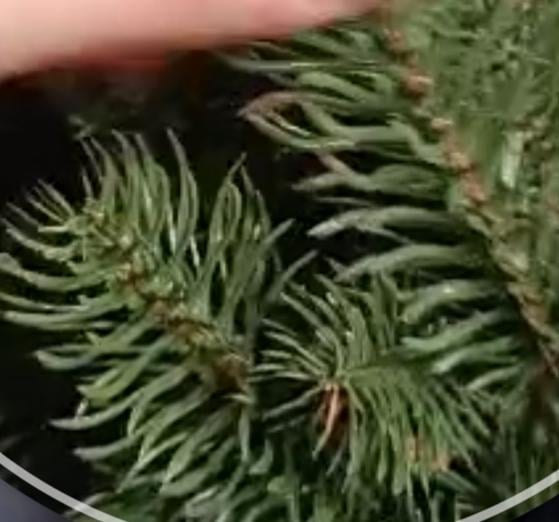 Фото: Ялинка штучна лита ЕЛІТ з металевою підставкою на 30% пишніша 1,52 м Зелений (27986116), надіслане покупцем Єлизавета Ялинка штучна лита ЕЛІТ з металевою підставкою на 30% пишніша 1,52 м Зелений (27986116) у реальних умовах використання від покупця Єлизавета.