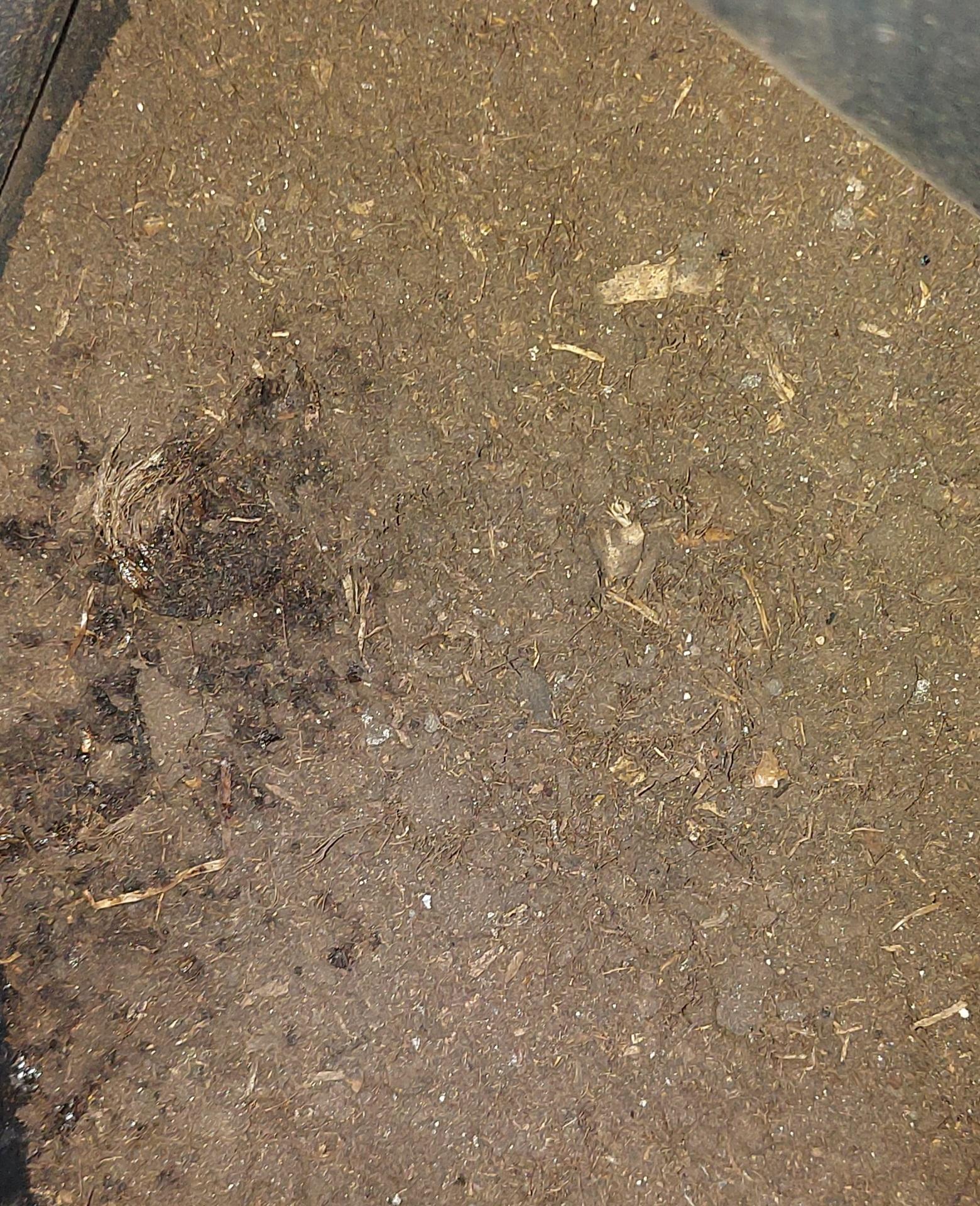 Субстрат Eco Plus универсальный 10 л в реальных условиях использования от покупателя Вікторія.