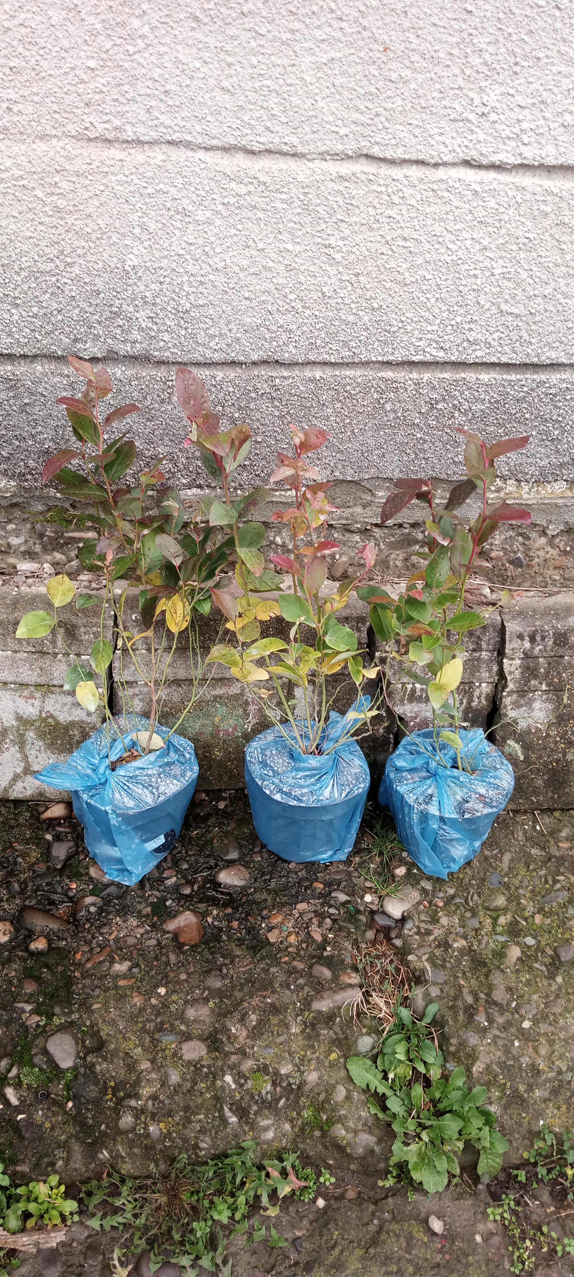 Фото: Саженец голубика Эрли Блю ранняя зимостойкая трехлетняя С2 (1247958079), отправлено покупателем Юлія Саженец голубика Эрли Блю ранняя зимостойкая трехлетняя С2 (1247958079) в реальных условиях использования от покупателя Юлія.