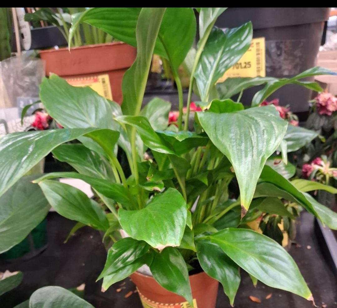  в реальных условиях использования от пользователя Наталія.