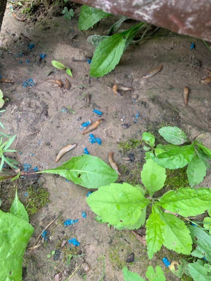 Інсектицид Slimex Plus від слимаків та равликів 04 GB відро 800 г синій у реальних умовах використання від користувача Юрій.