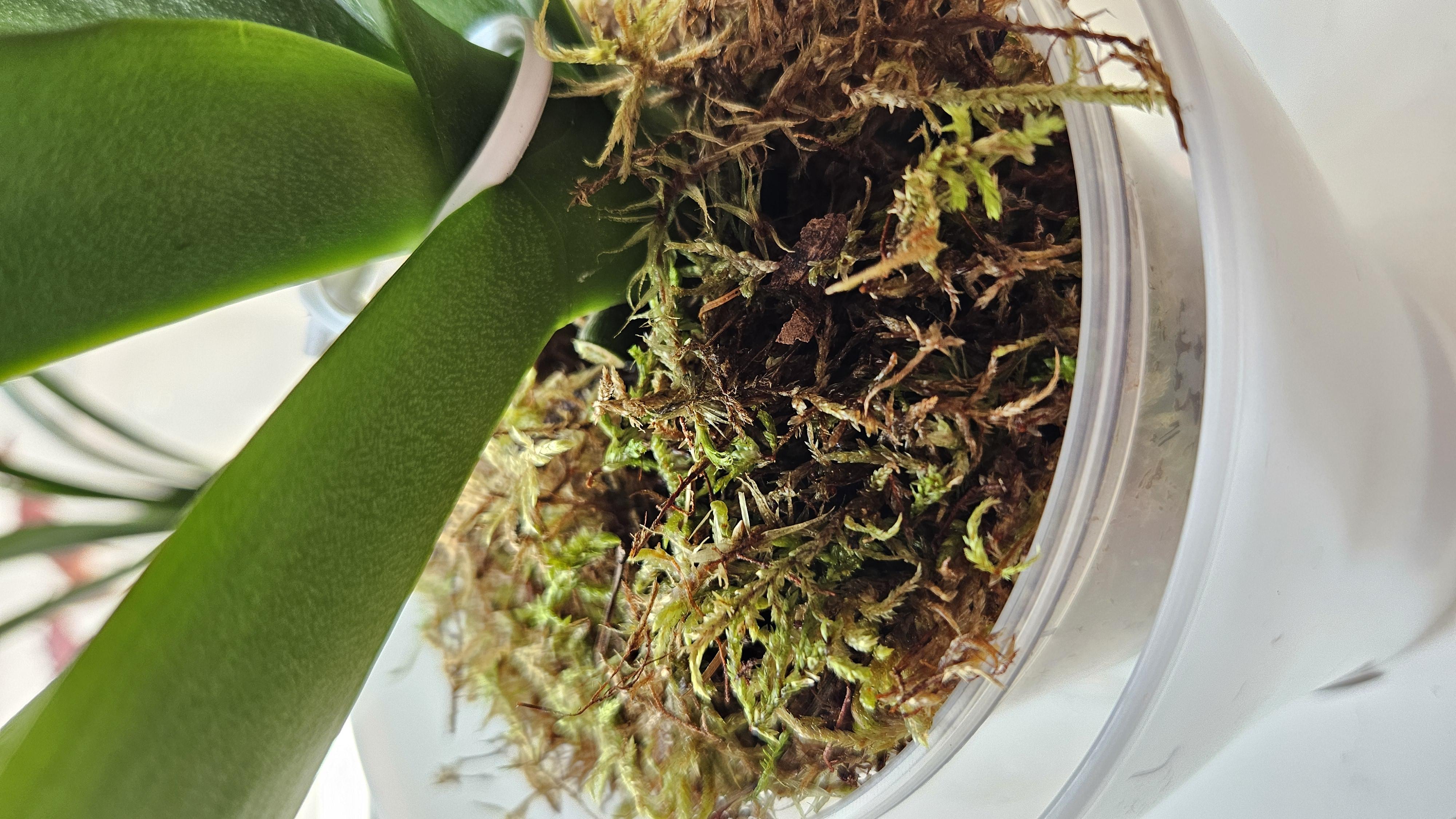 Мох сфагнум Зелене поле 1 л в реальных условиях использования от пользователя Вікторія.