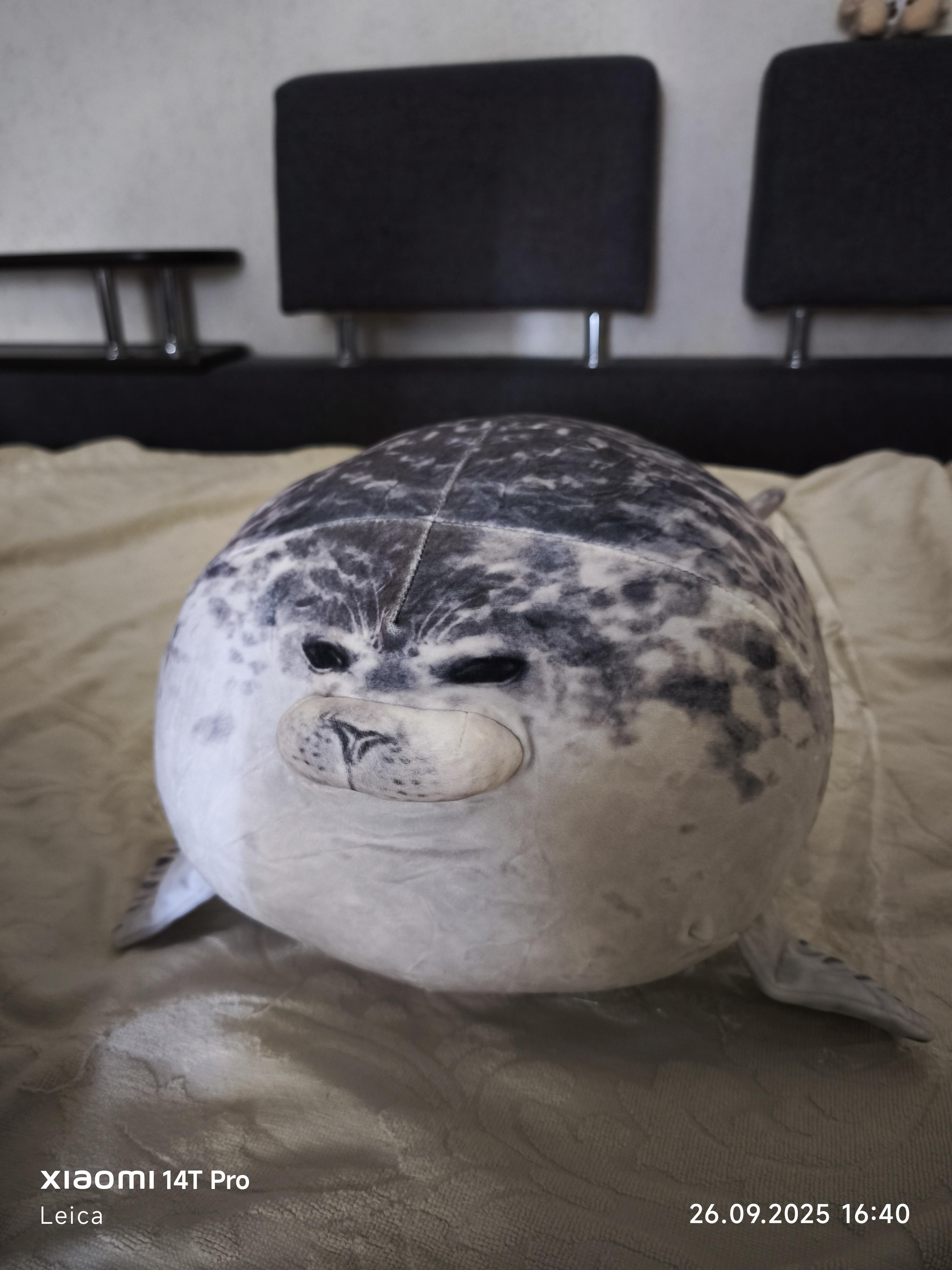 Іграшка-подушка Тюлень 60 см (24984753) у реальних умовах використання від покупця Виталий.