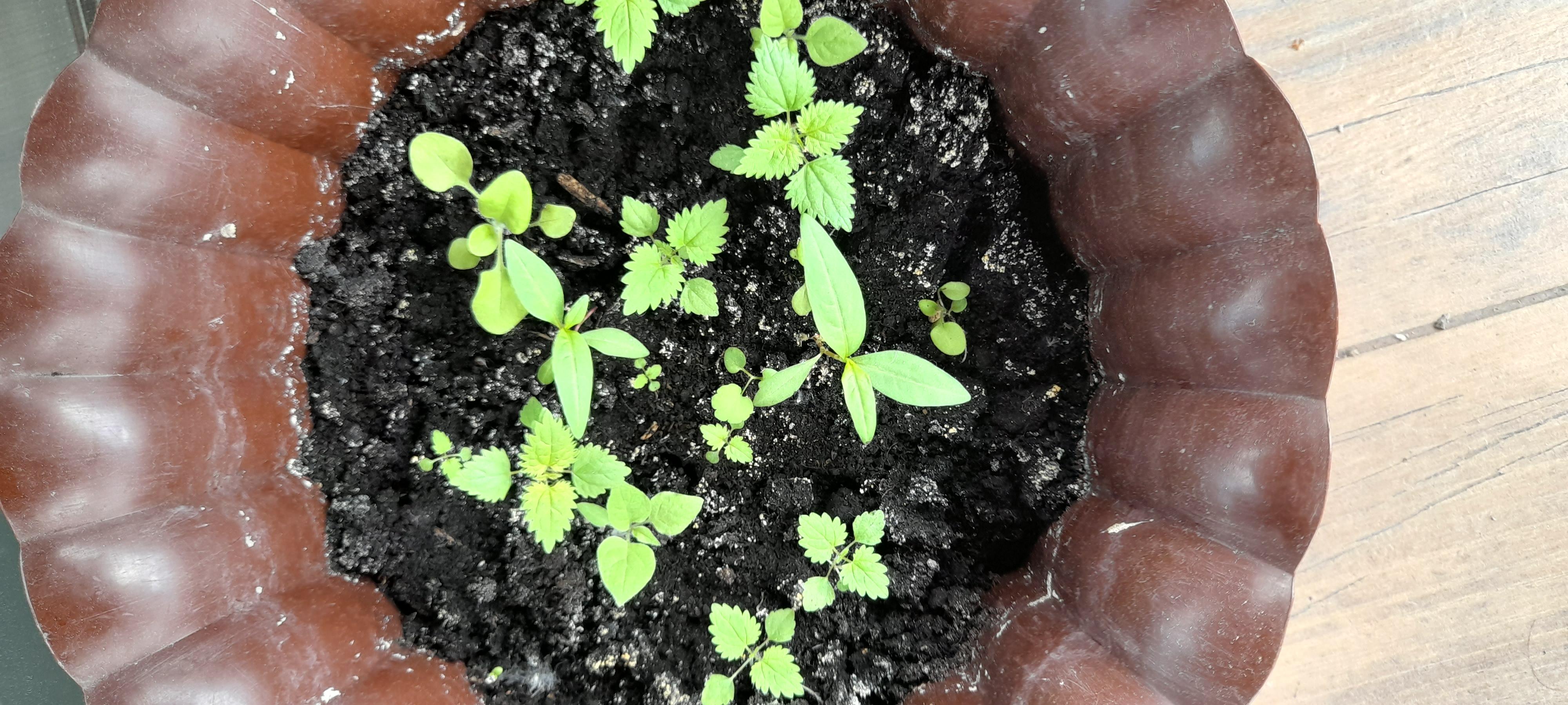 Семена Golden Garden петуния Звездопад 0,2 г в реальных условиях использования от пользователя Любов.