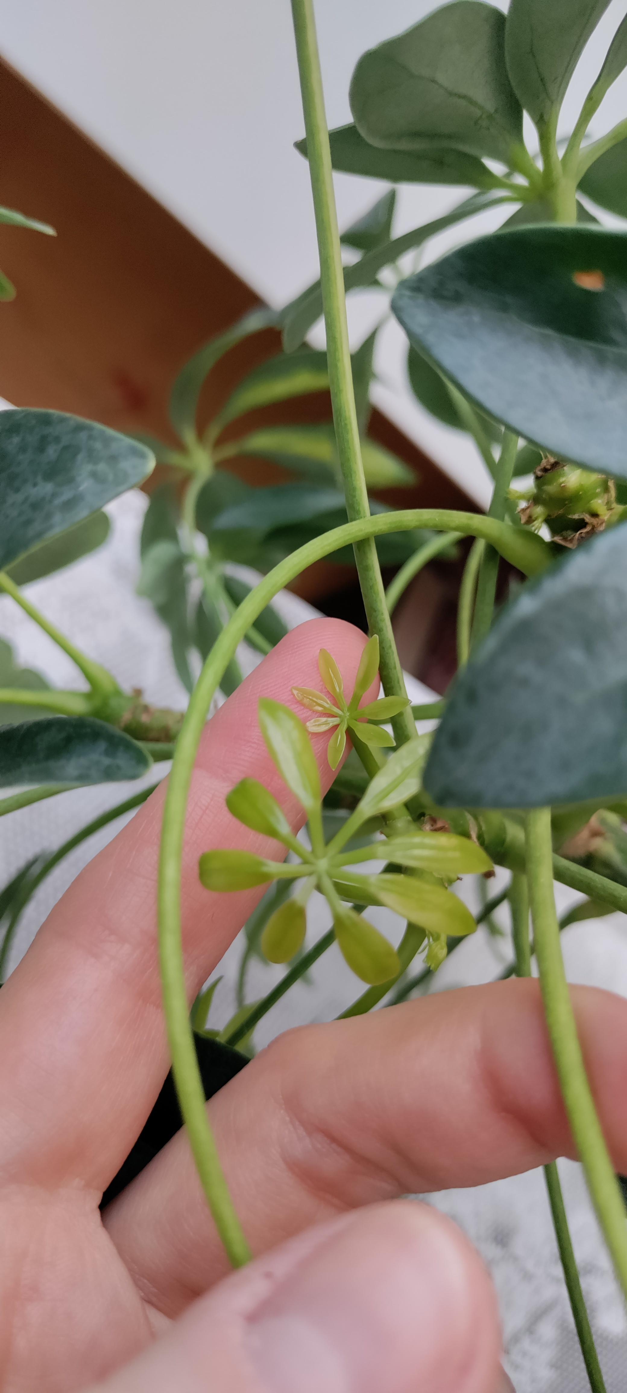 Добриво органічне Українські гумати для підживлення гуміново-фульвовим комплексом та реанімування 500 г у реальних умовах використання від користувача Анжела.