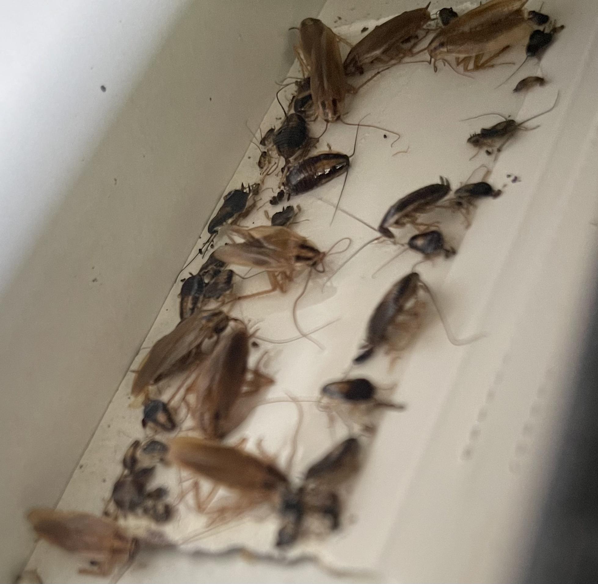 Ловушка клеевая Force Домик в реальных условиях использования от покупателя Сергій.