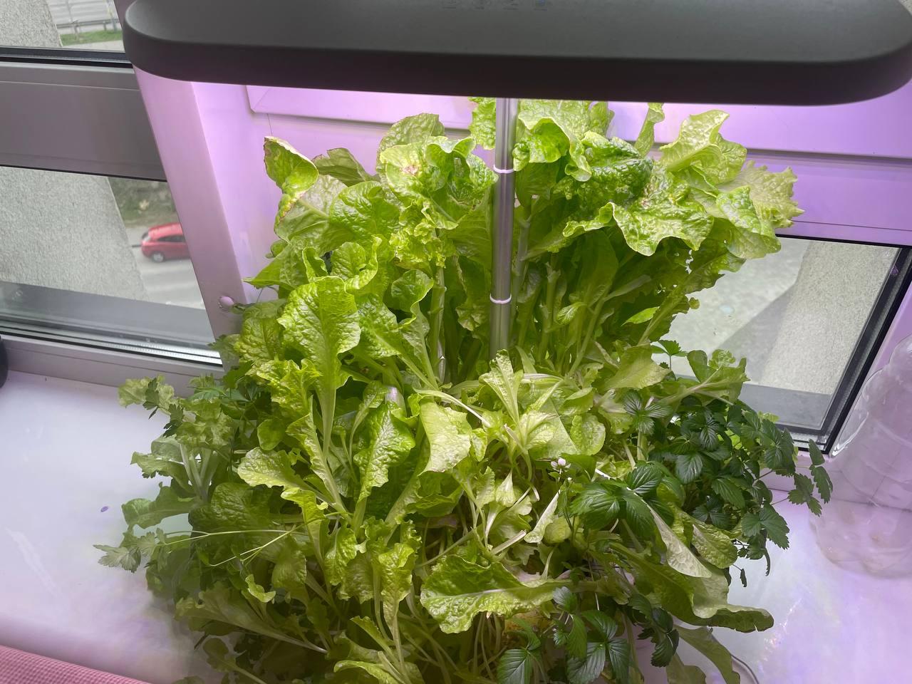 Гідропонна система для дому ABIS SP201 Білий у реальних умовах використання від користувача Юля.