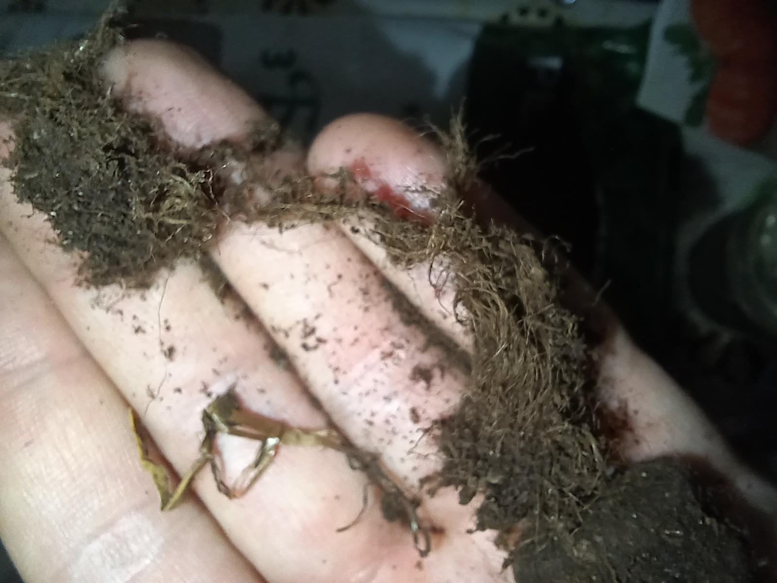 Субстрат торфяной PEATFIELD рассада 20л в реальных условиях использования от пользователя Віктор.