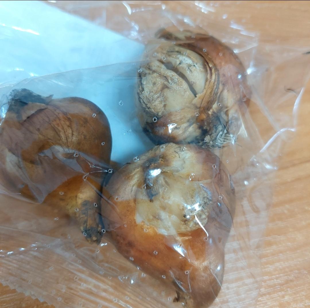 Фото: Луковица тюльпана триумф Паул Шерер 3 шт. TUBERBULB Export B.V., отправлено покупателем Анна Луковица тюльпана триумф Паул Шерер 3 шт. TUBERBULB Export B.V. в реальных условиях использования от покупателя Анна.