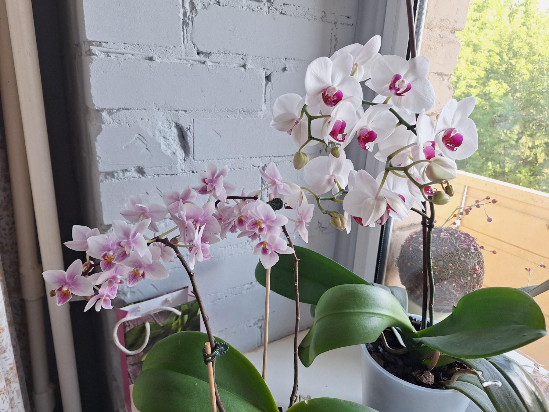 Субстрат Florio для орхидей 5 л в реальных условиях использования от пользователя Яна.