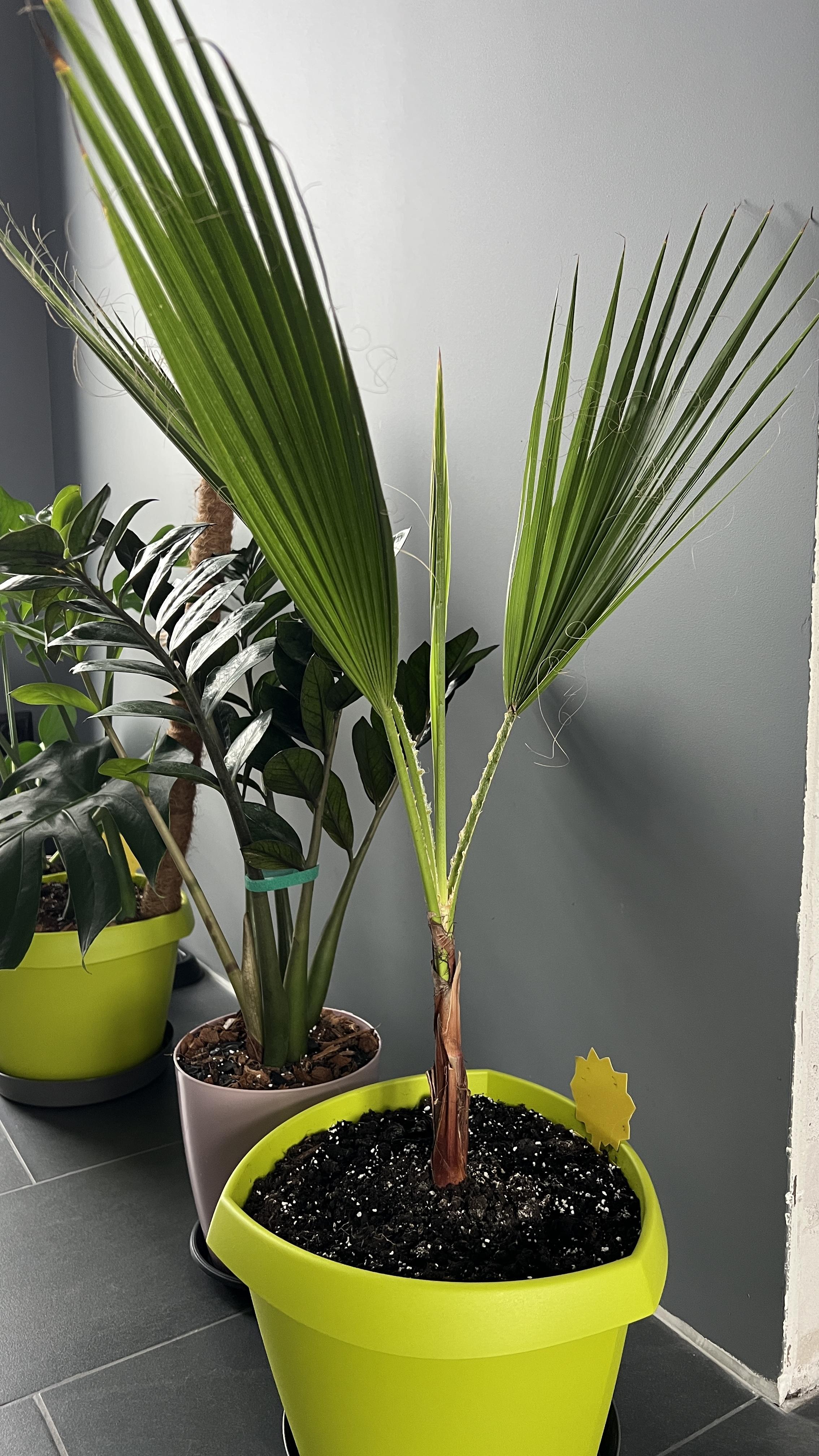 Субстрат Florio для пальм 5 л в реальных условиях использования от покупателя Олександра.