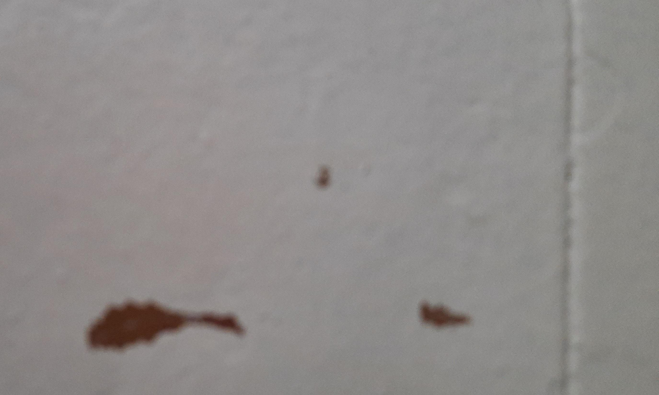 Фото: Емаль для підлоги SkyLine акрилова напівглянцева 3 л RAL 3015 Рожевий, надіслане користувачем Леся Емаль для підлоги SkyLine акрилова напівглянцева 3 л RAL 3015 Рожевий у реальних умовах використання від користувача Леся.