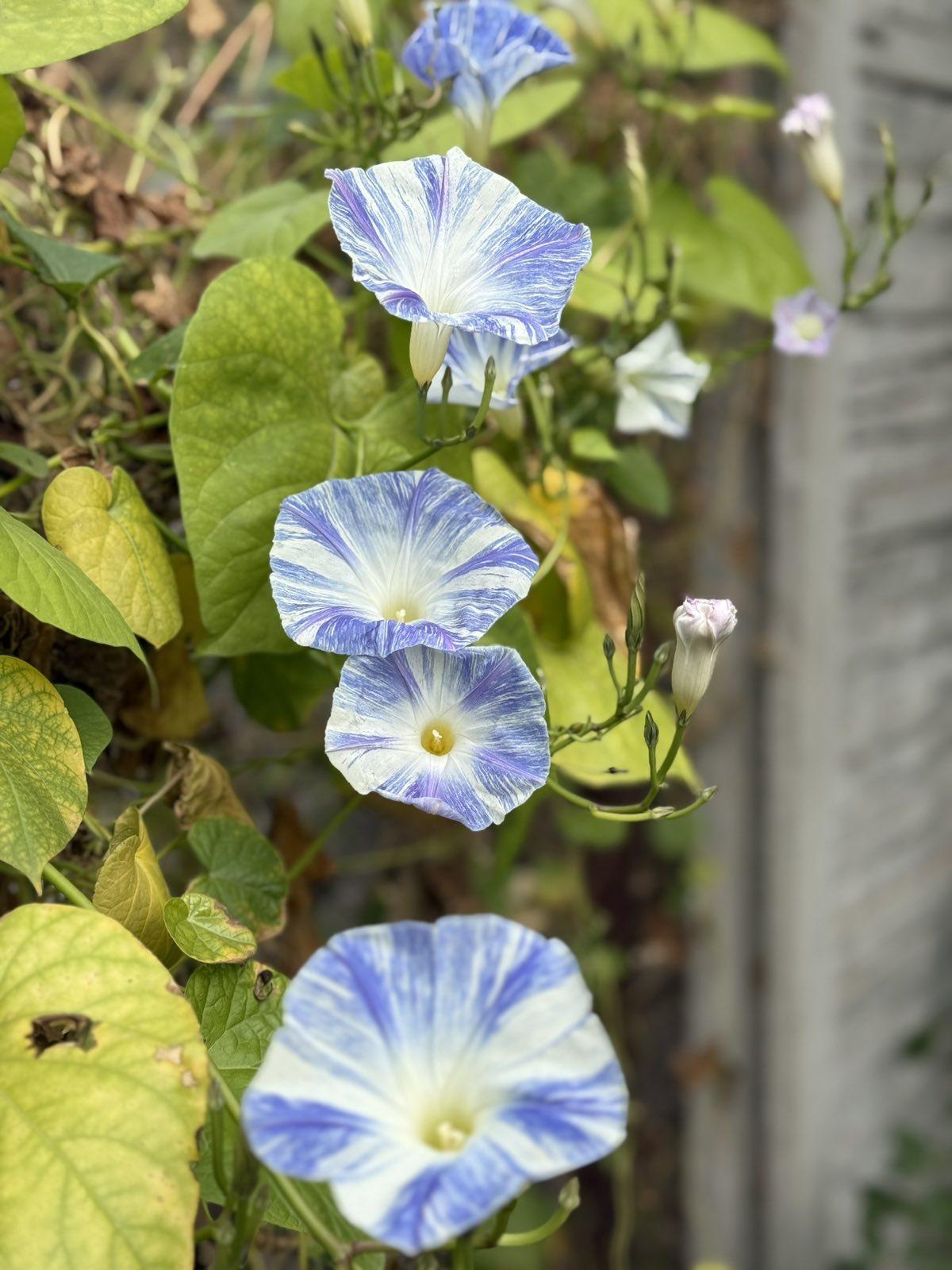 Фото: Семена Seedera ипомея Летающее блюдце 1 г (4823073705629), отправлено покупателем Віра Семена Seedera ипомея Летающее блюдце 1 г (4823073705629) в реальных условиях использования от покупателя Віра.