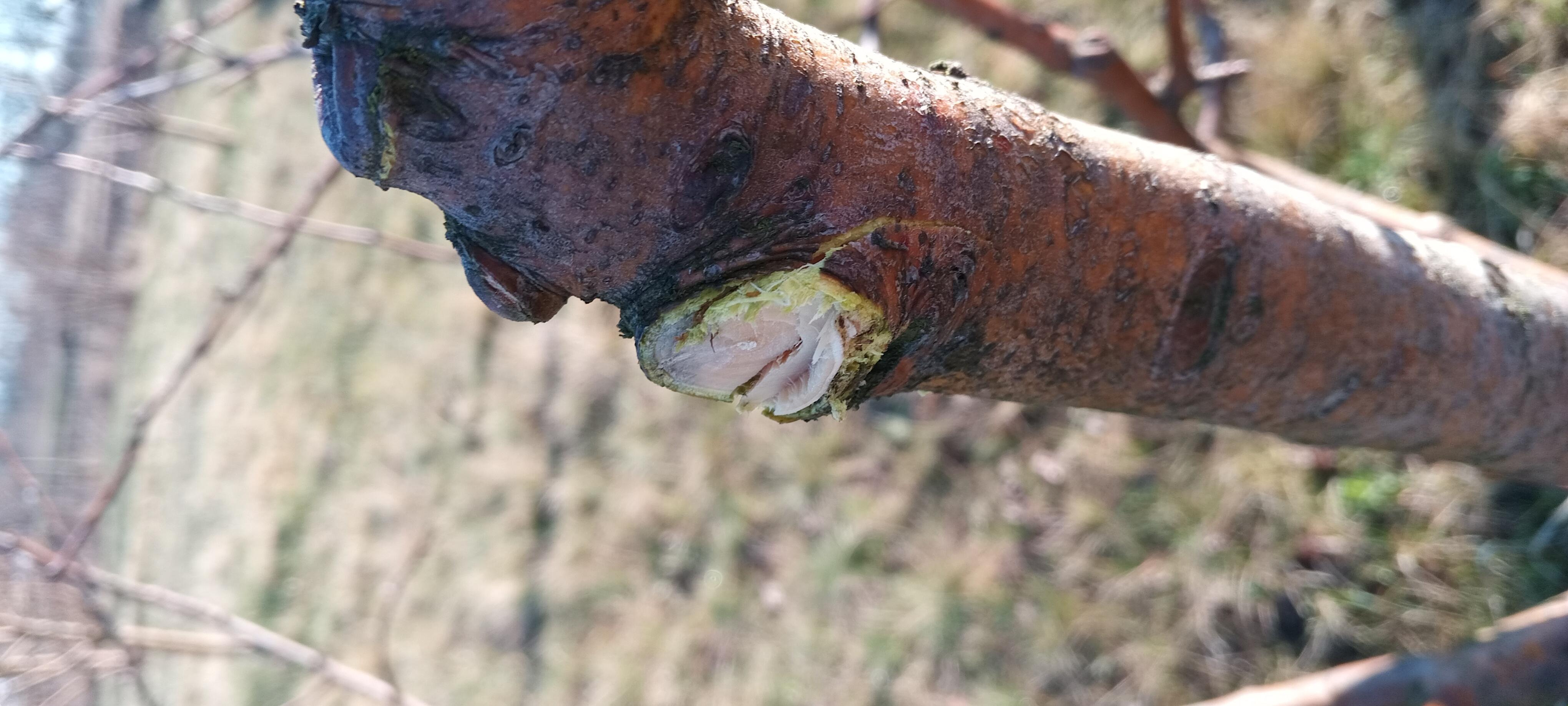 Фото: Сучкорез Fiskars Quantum L109, отправлено пользователем Юрій Сучкорез Fiskars Quantum L109 в реальных условиях использования от пользователя Юрій.