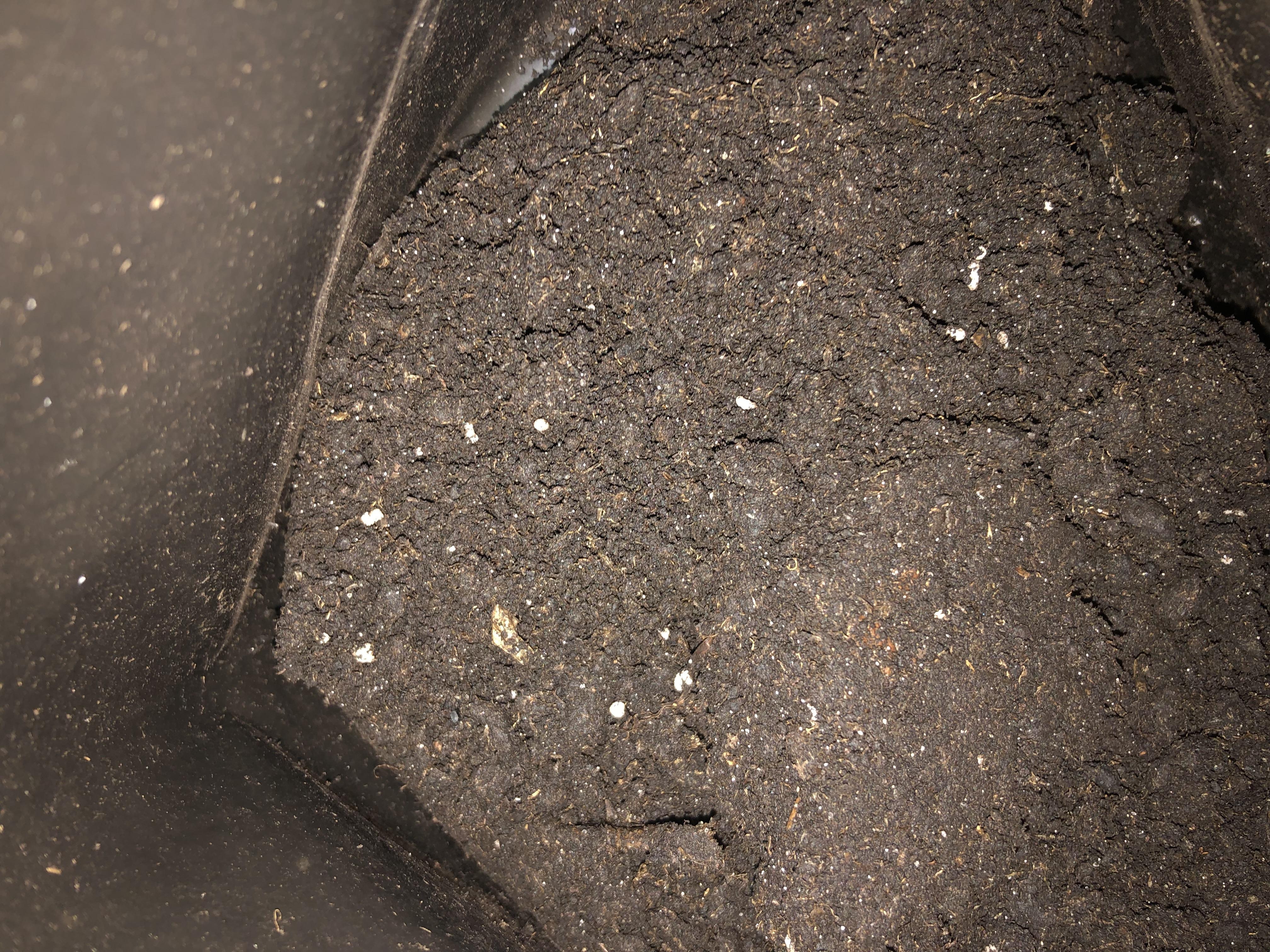 Субстрат Поліський для рассады 5 л в реальных условиях использования от пользователя Любов Ефименко.