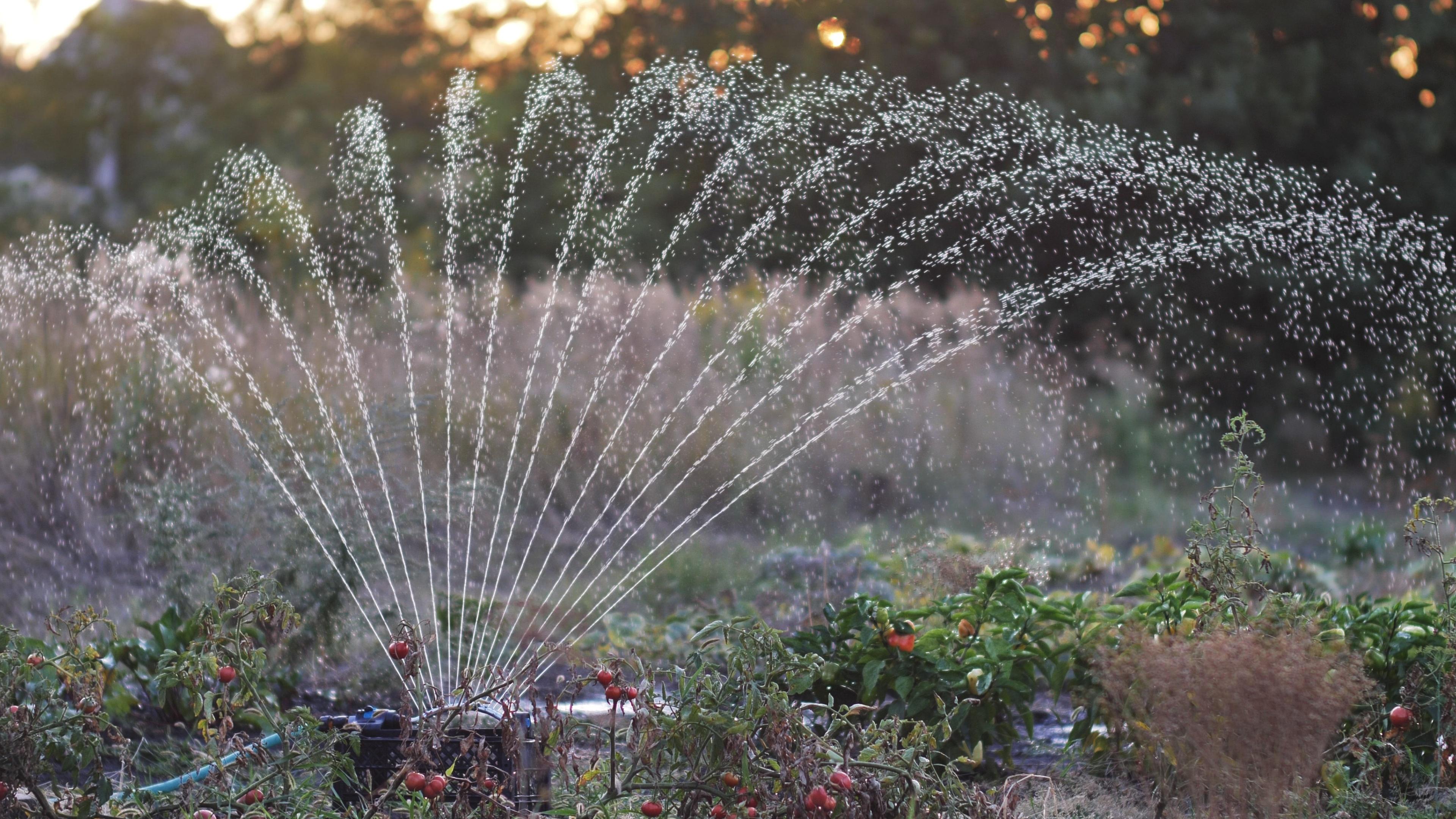 Дождеватель Presto-PS осциллирующий Bravo (7821) в реальных условиях использования от покупателя Владислав.