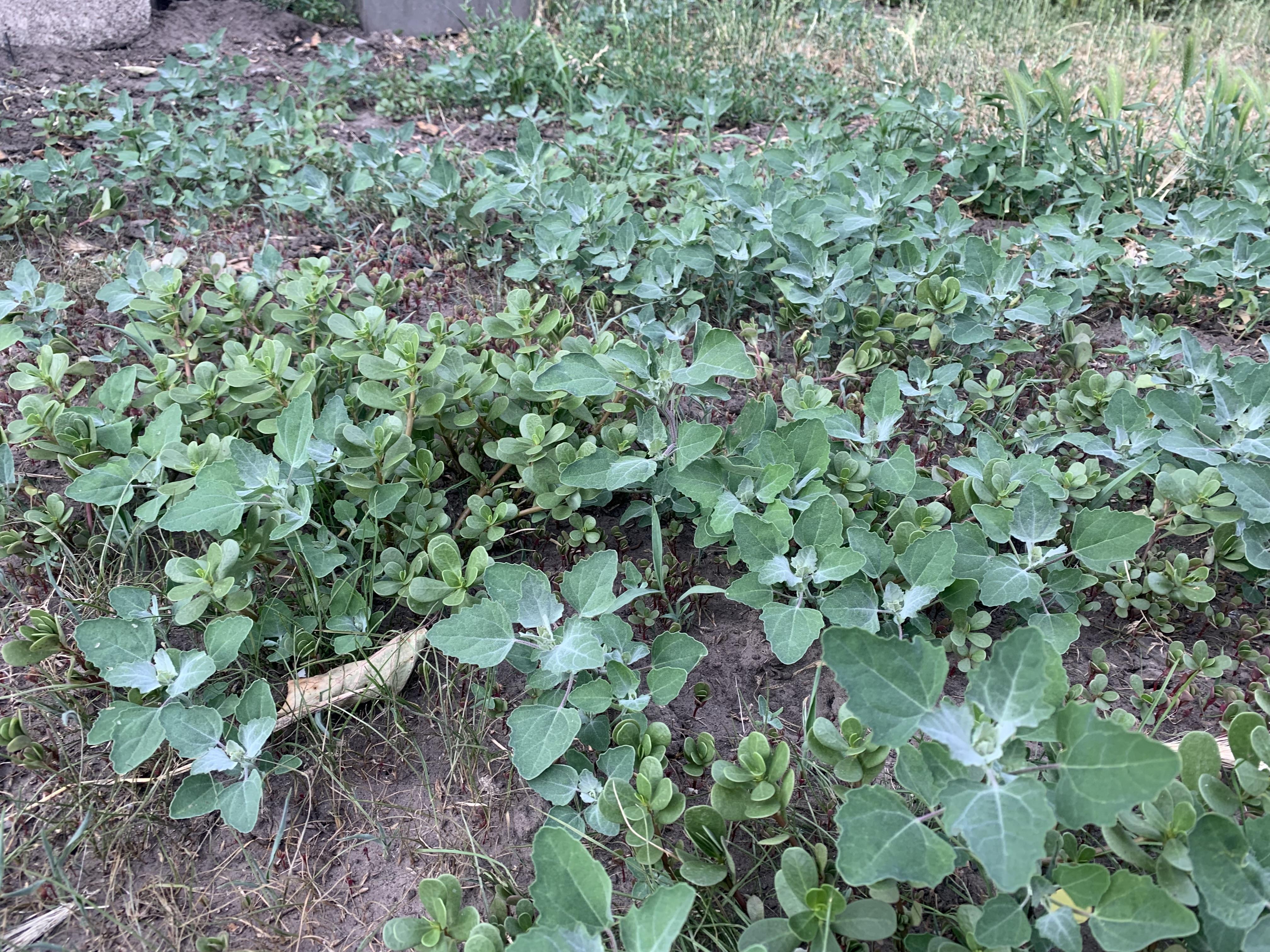 Насіння газонна трава універсальна Green Seeds 1 кг 1 кг 1000 г у реальних умовах використання від покупця Ігор Скляренко.