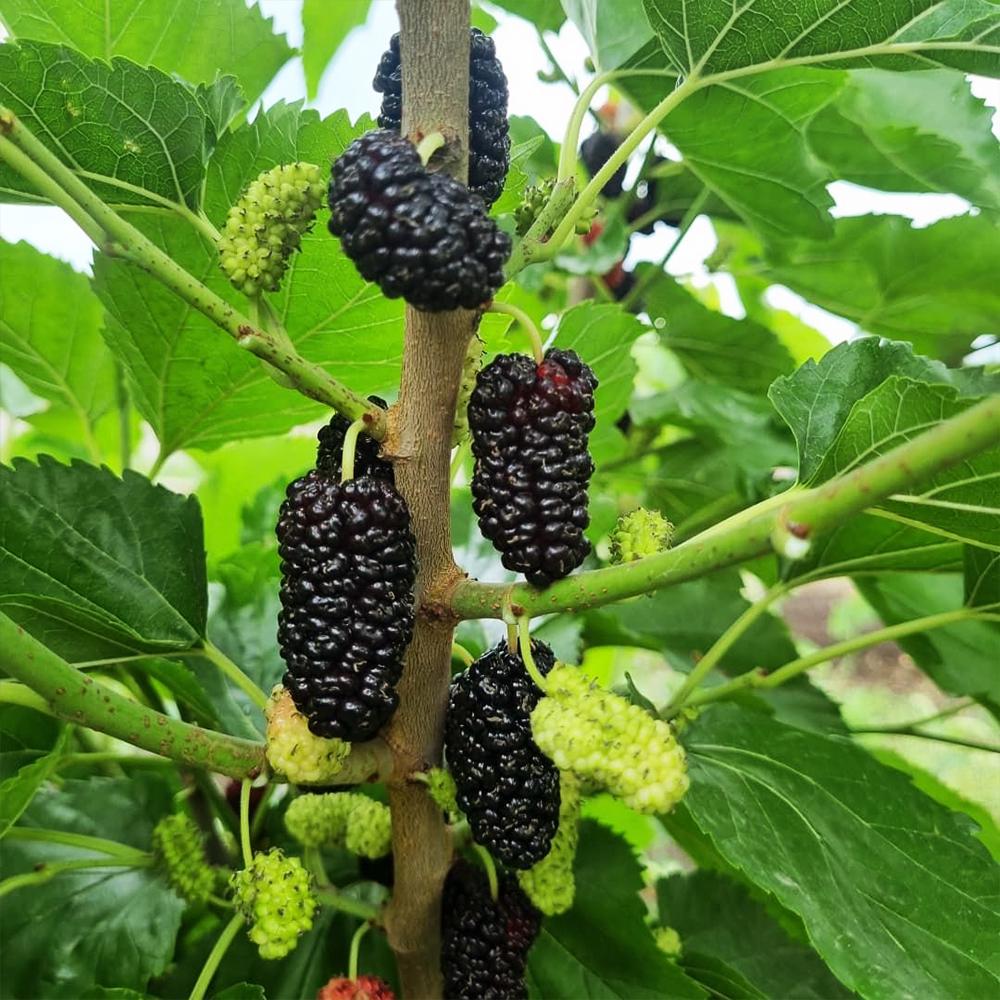 Саженец шелковицы Краса Подолья 2 летний (14966079)