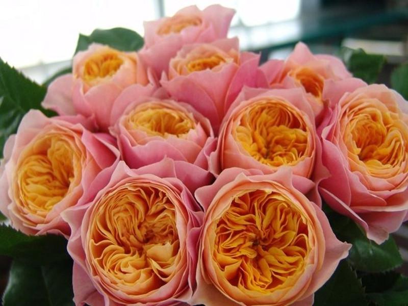 Роза Velet Vuvuzela Classic Чайно-гибридная в контейнере (2669429332) - фото 5