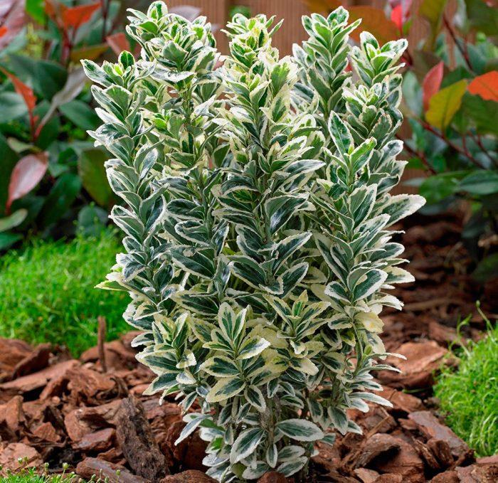 Саженцы Бересклет Форчуна Эмеральд Гаети средняя высота 10 см в горшке 0,5 л