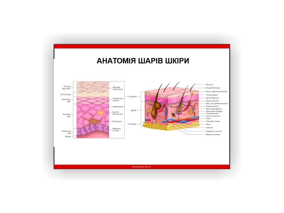 Плакат Vivay Анатомия слоев кожи 60х40 см (25602651)