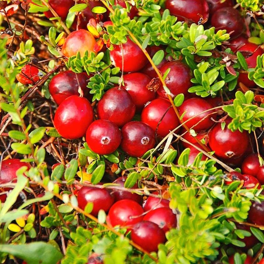 Саджанець журавлини Стівенс рання Р9 (644525198) Саджанець журавлини Стівенс рання Р9 (644525198)