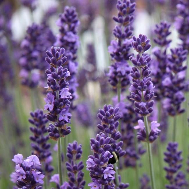 Саженец лаванды узколистной Lavandula angustifolia officinalis L. Р9 (1210302978)