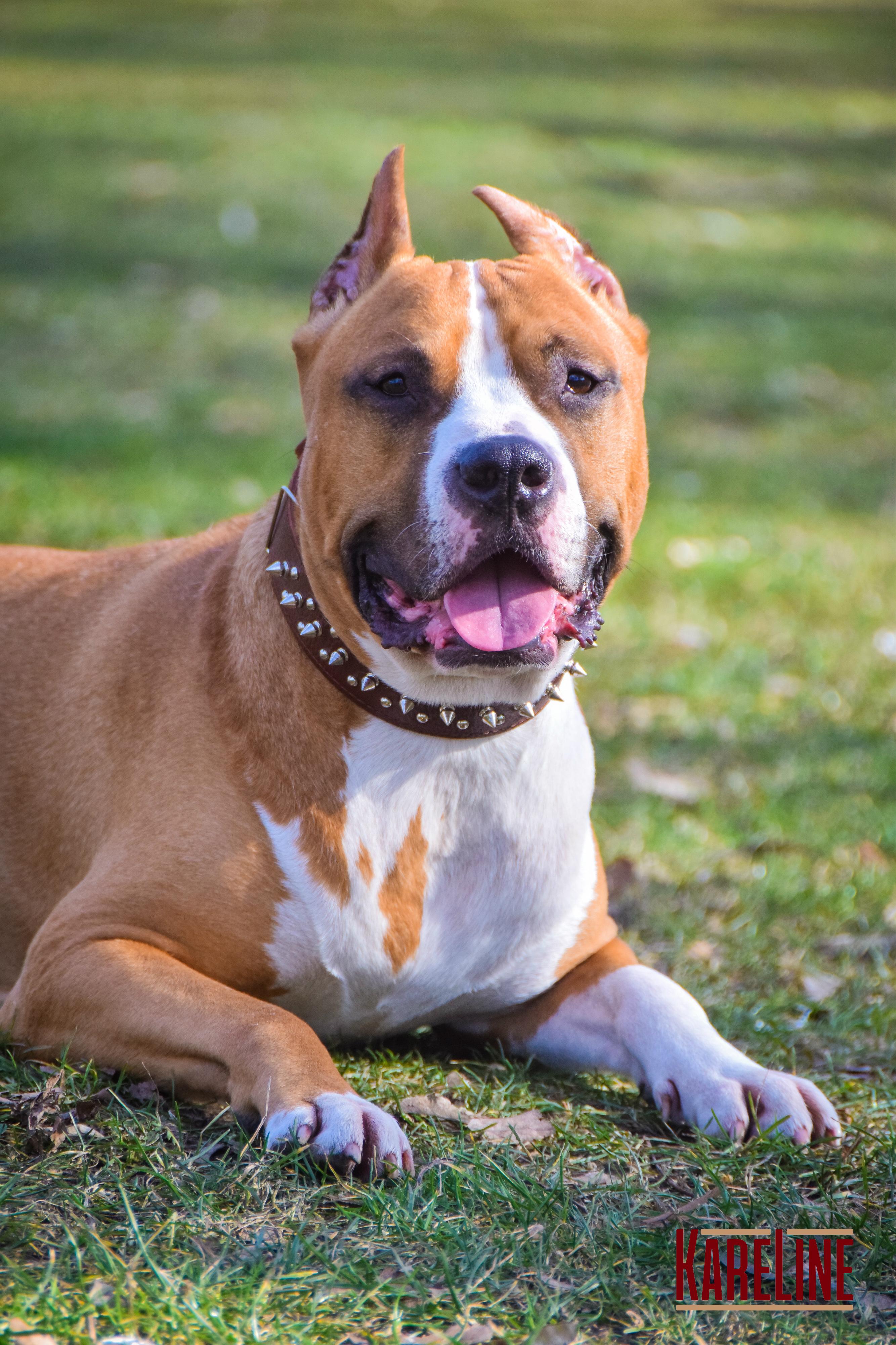 Ошейник KareLine из натуральной кожи с заклепками и шипами 40 мм 500-650 мм (1766/2) - фото 2 Ошейник KareLine из натуральной кожи с заклепками и шипами 40 мм 500-650 мм (1766/2) - фото 2