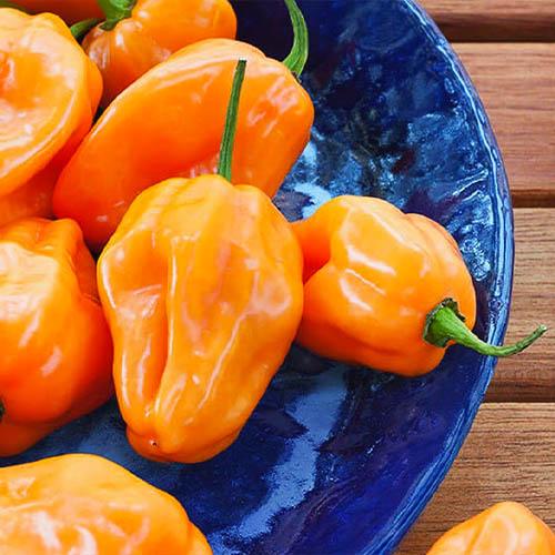 Насіння Перець Florium гострий Хабанеро Помаранчевий (10727)