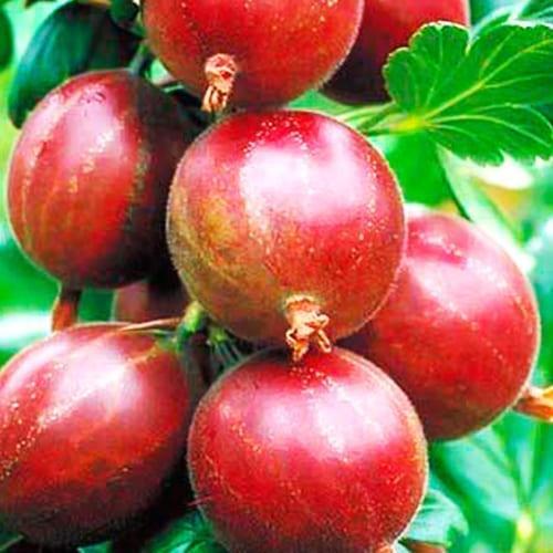 Сажанец Крыжовник красный Кровавый закат Bloody Sunset премиальный морозостойкий бесшипный (61715) Сажанец Крыжовник красный Кровавый закат Bloody Sunset премиальный морозостойкий бесшипный (61715)