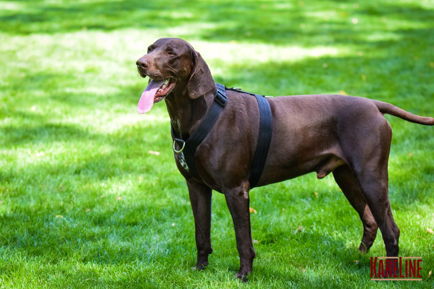 Шлея анатомическая KareLine из нейлона со светоотражающими элементами 25 мм А:340-540 мм В:470-690 мм Черный (0976/1) - фото 5 Шлея анатомическая KareLine из нейлона со светоотражающими элементами 25 мм А:340-540 мм В:470-690 мм Черный (0976/1) - фото 5