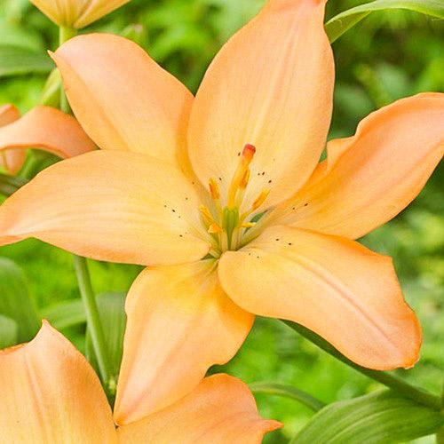Лилия Florium Easy Whisper (13628)