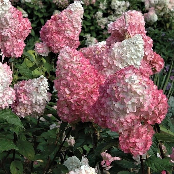 Саджанець гортензії волотистої Hydrangea paniculata Pink Lady Р9 (1439058354)