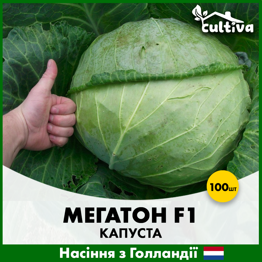 Семена капусты Bejo Белоголова Мегатон F1 100 шт. (00149-100)