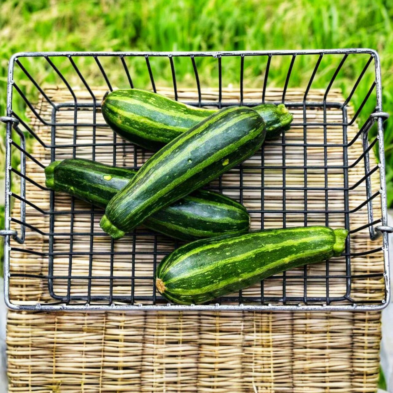 Насіння Кабачок Зебра 5 шт. (2187345380)