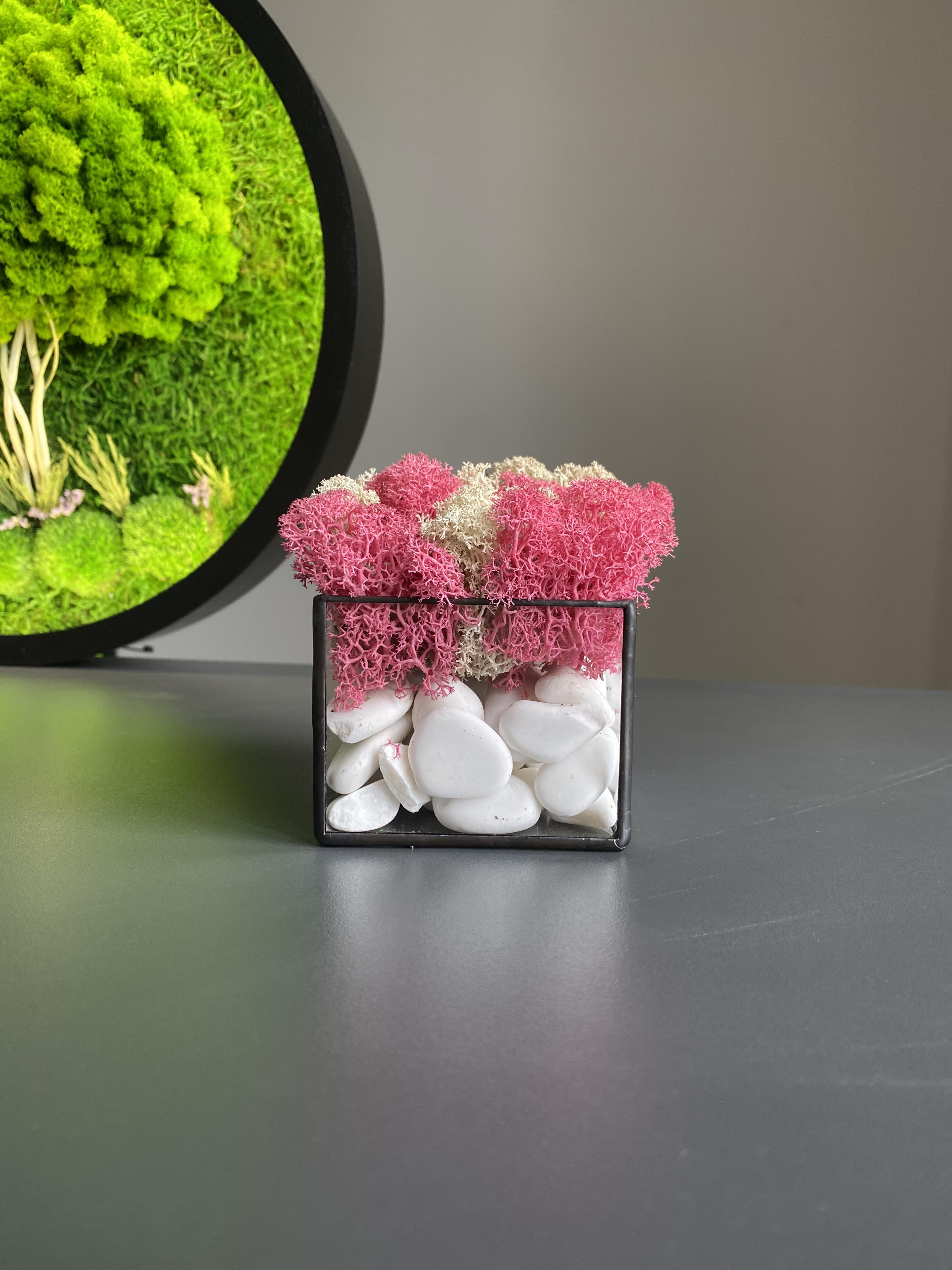 Моссариум со стабилизированным мхом (32647447)